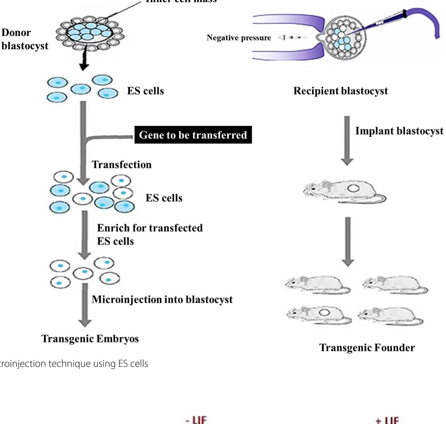 (PDF) A review of transgenic animal techniques and their applications