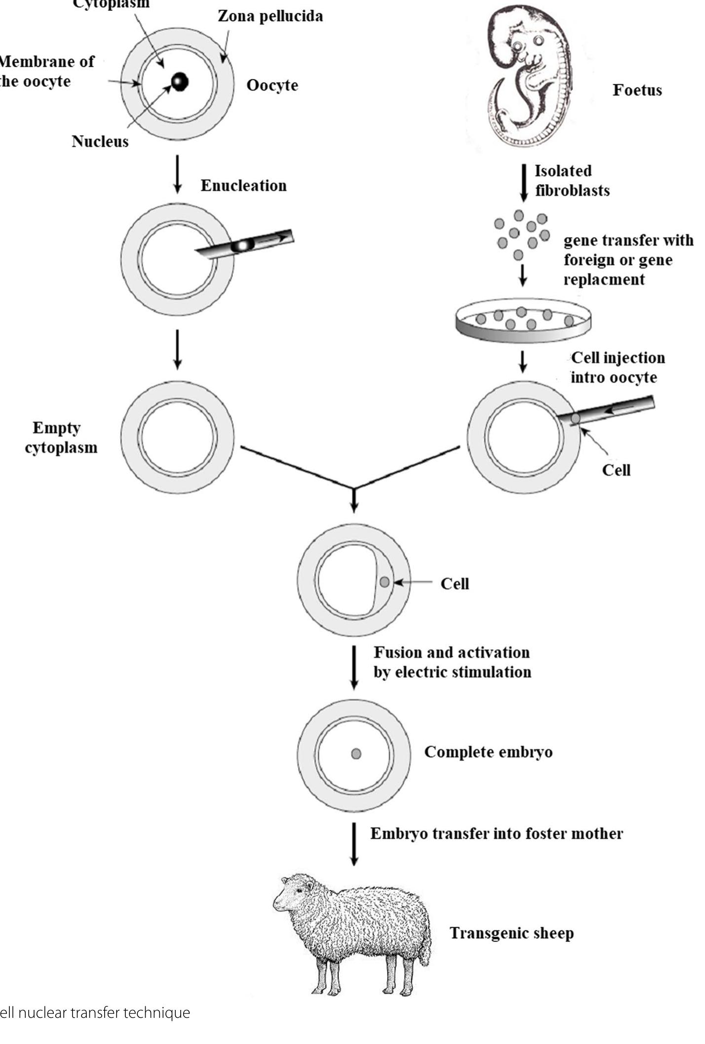 (PDF) A review of transgenic animal techniques and their applications