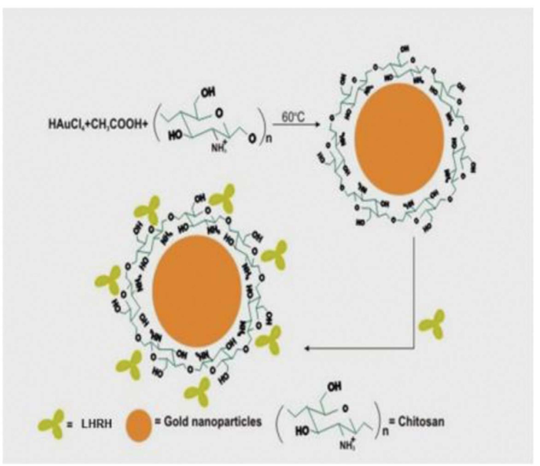 Schematic diagram showing the functional structure of