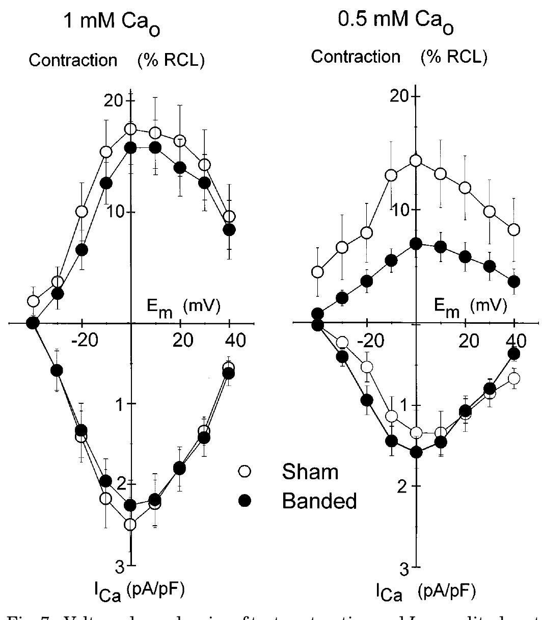 (PDF) Ca flux, contractility, and excitation-contraction coupling in ...