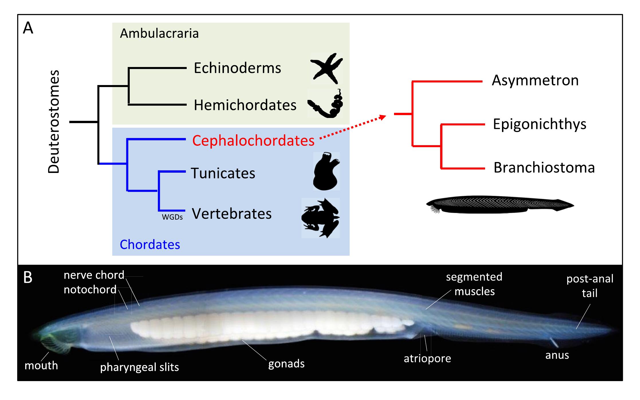 (PDF) Amphioxus as a model to study the evolution of development in ...