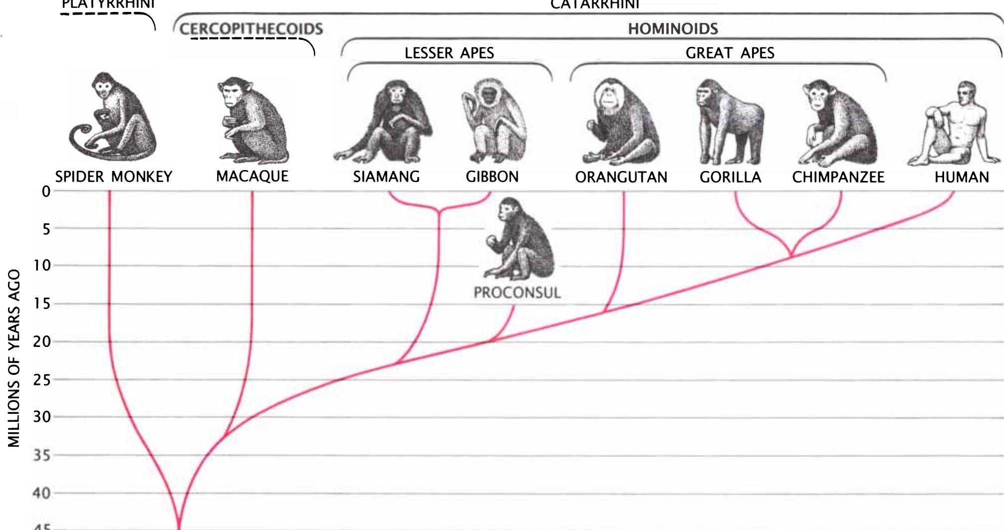 Lower Primates Cranial capacity of contemporary old world monkeys is