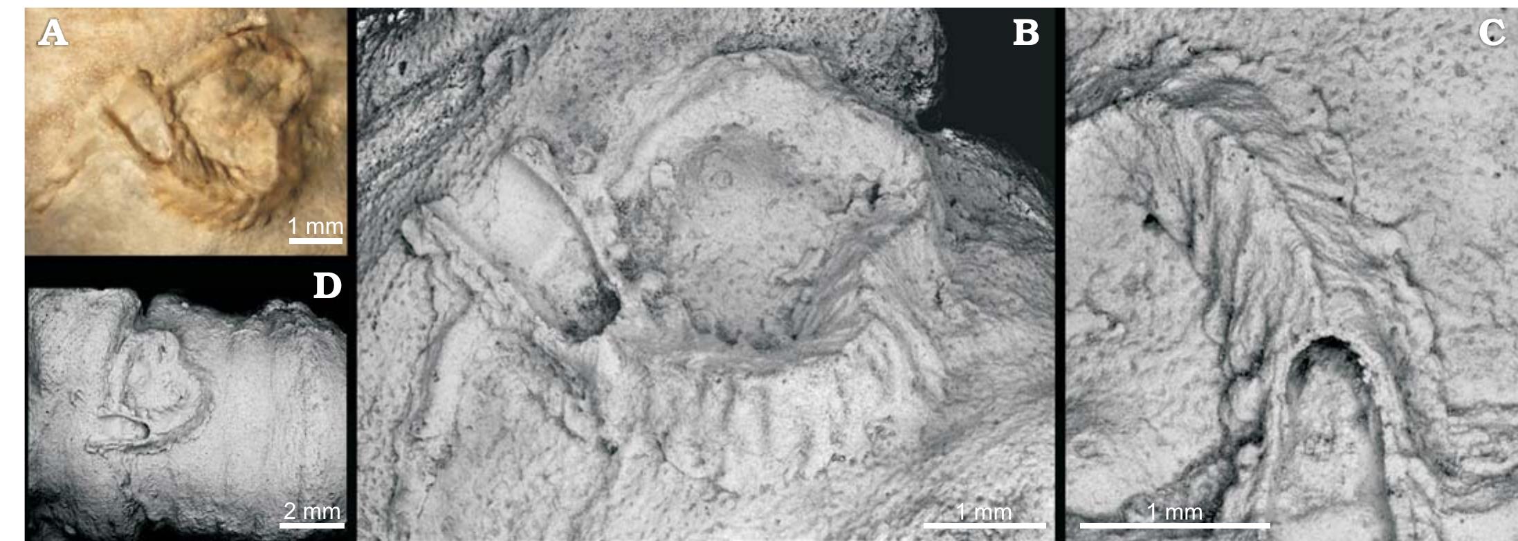 Sabellid (PDF) First record of sabellid and serpulid polychaetes from the ...