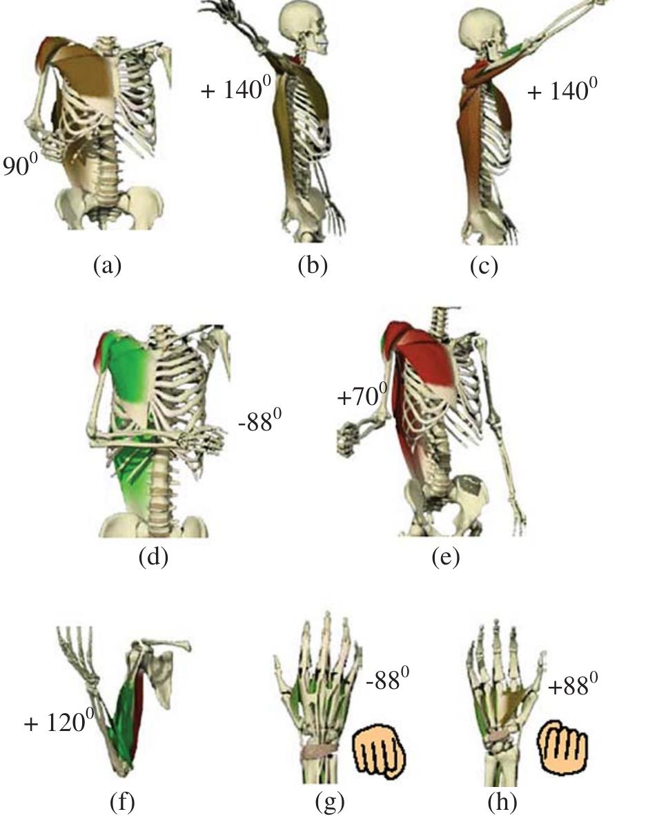Internal Rotation Abduction (PDF) Development and Control of a Robotic Exoskeleton for Shoulder ...