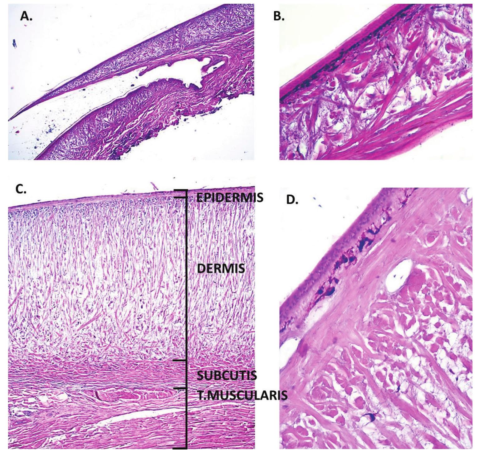 (PDF) Reptilian Skin and Its Special Histological Structures