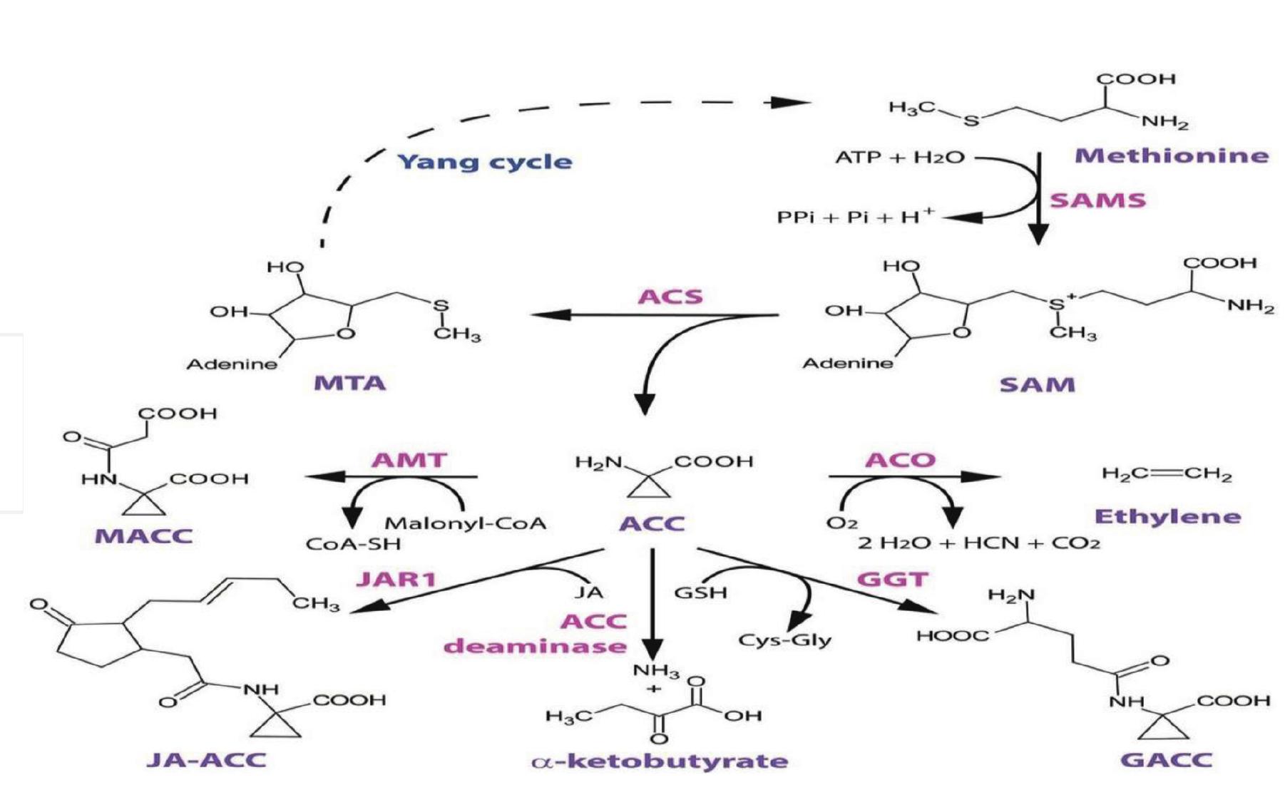 (PDF) Plants and Their Microbes