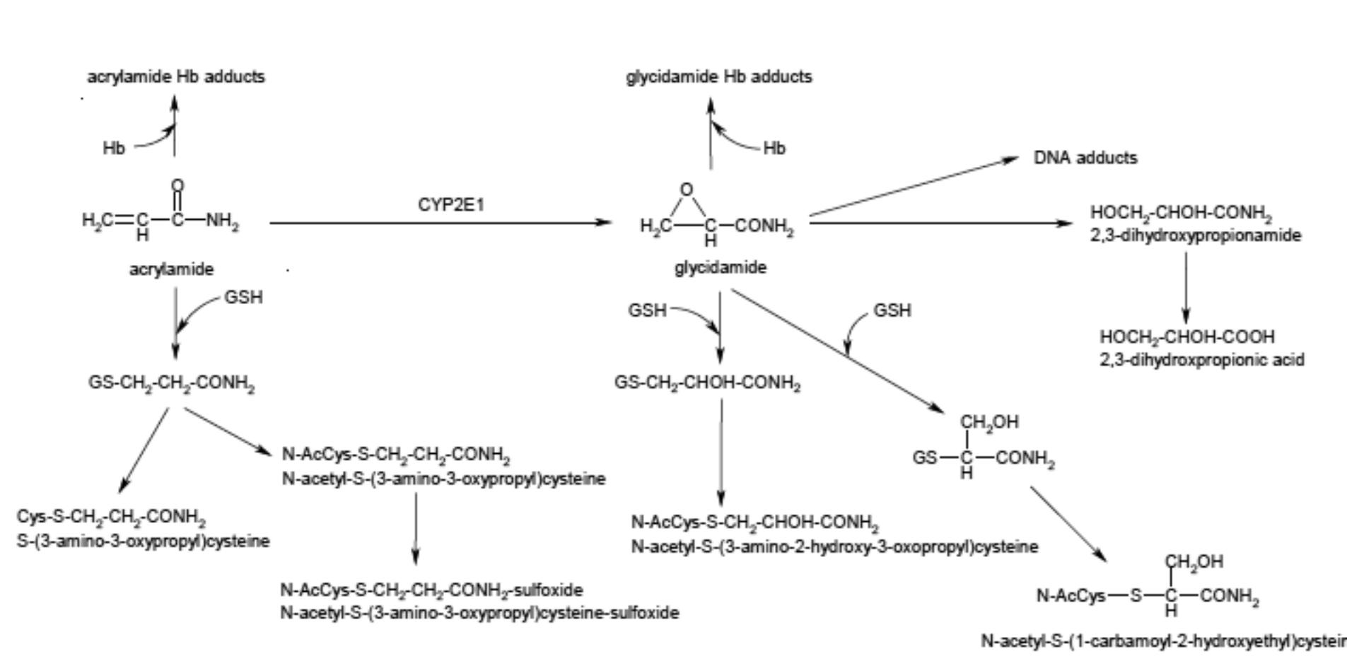 *Processes involving several steps are represented with broken arrows.  GSH = reduced glutathione; Hb = hemoglobin; N-AcCys = N-acetyicysteine  Figure 2.4. Metabolic scheme for acrylamide and its metabolite glicidamide in rats and mice. Adapted from  A'TQANR fon1i90) 
