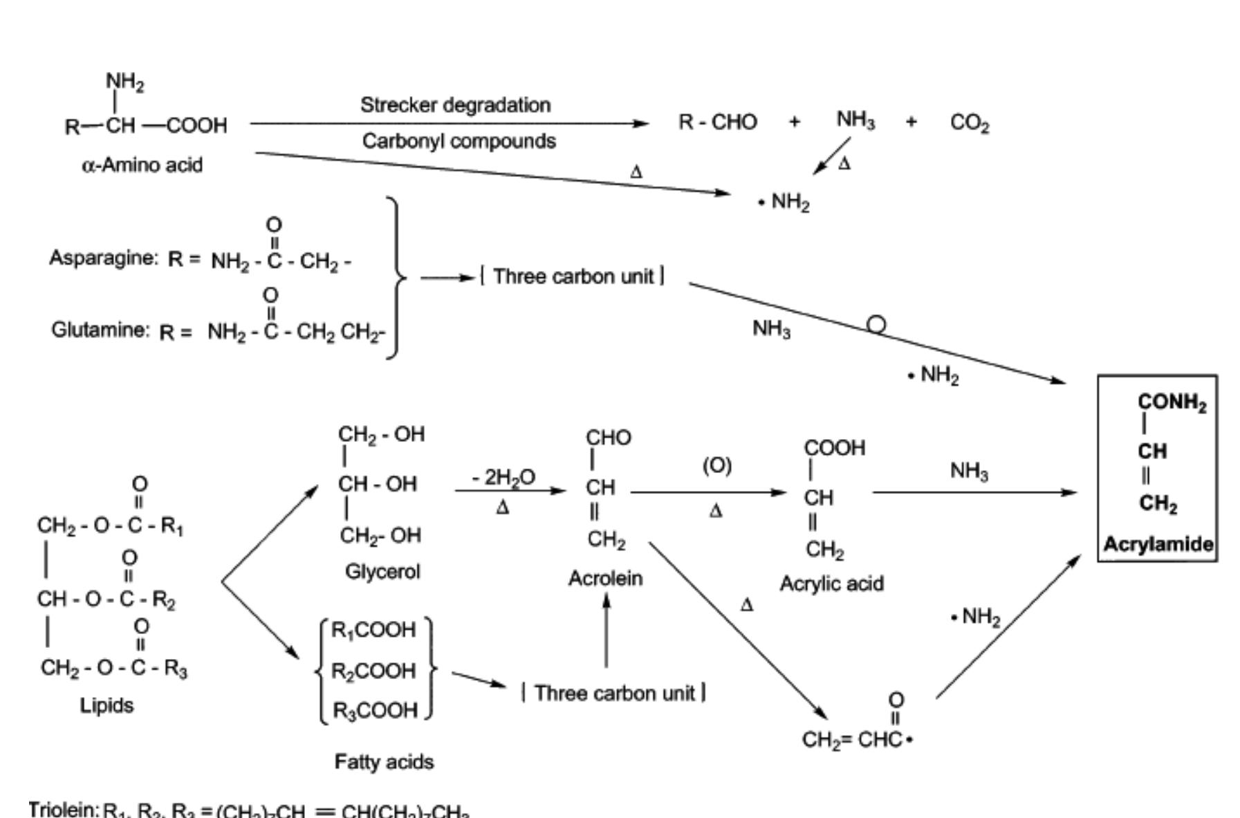 Figure 3.5. Formation of acrylamide via the acrolein pathway. (reprinted from Yasuhara et al.,2003)  3.4. Acrylic acid pathway: The contribution from different amino acids 