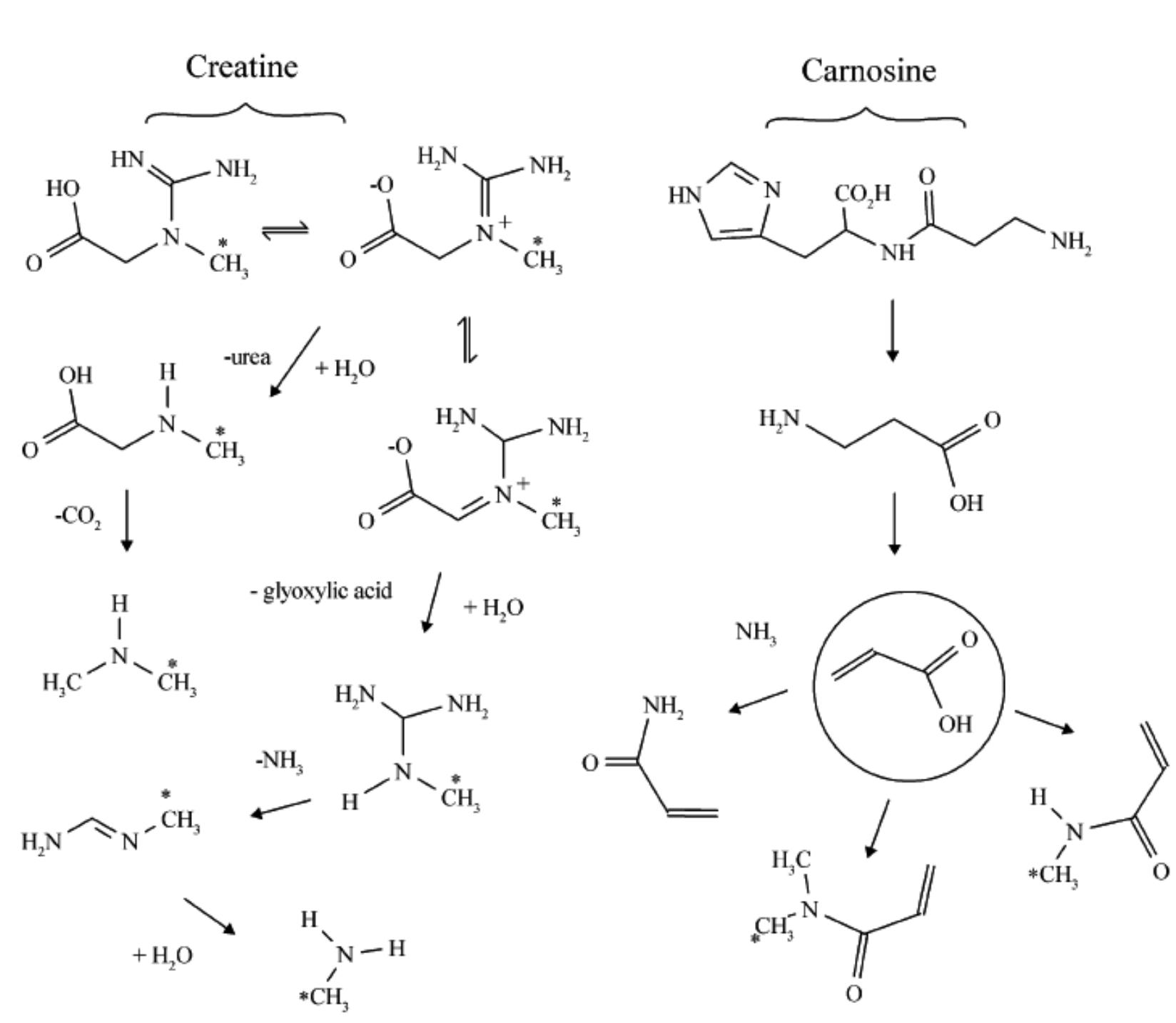 Figure 3.9. Mechanism of generation of methyl and dimethylamines from creatine and formation of N-  methylated acrylamides. Reprinted from Yaylayan et al., 2004 