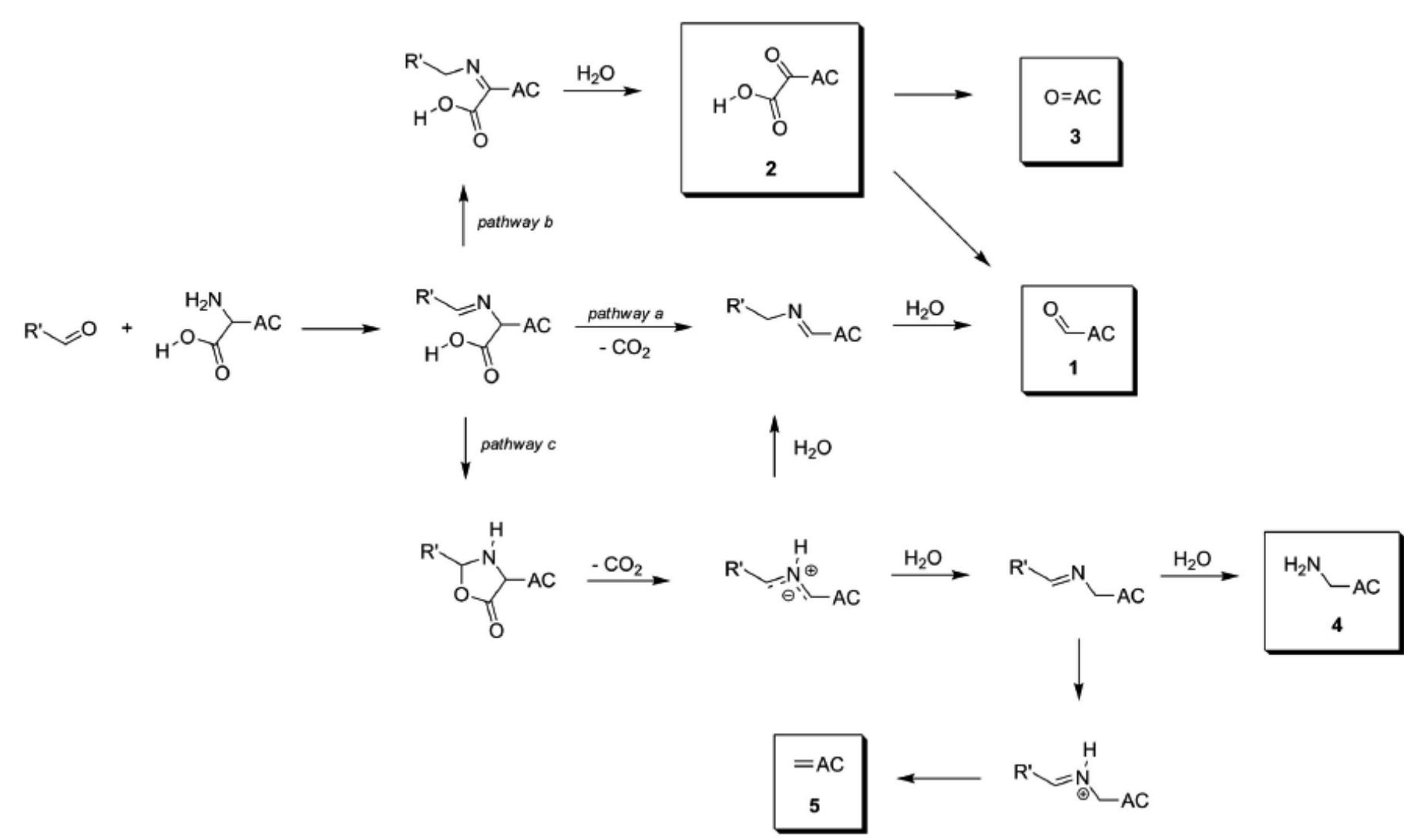 Figure 3.10. Amino acid degradation in the presence of lipid carbonyls. 1- a-keto acids; 2- other amino acid- derived aldehydes; 3- biogenic amines; 4- vinylogous derivatives of the amino acids; 5- AC amino acid chain.  Reprinted from Zamora and Hidalgo, 2011.  Figure 3.10. Amino acid degradation in the presence of lipid carbonyls. 1- a-keto acids; 2- other amino acid-  However, the role of alkadienals in the decarboxylation reaction of asparagine has not been yet analyzed. In an attempt to understand the reaction pathways by which carbonyl compounds are able to convert asparagine into acrylamide, this study analyzes the decarboxylation reaction of asparagine in the presence of alkanals, alkenals, and alkadienals, among other lipid derivatives (Hidalgo et al., 2010).Capuano et al. (2010) reported that lipid oxidation had a positive influence in the formation of acrylamide, especially in sugar-free systems where lipids became the main sources of carbonyls. In  systems containing higher amount of water, acrylamide formation was delayed due to  3.7. Depolymerization ofpolyacrylamide 