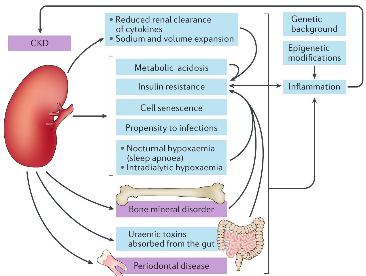 (PDF) The systemic nature of CKD