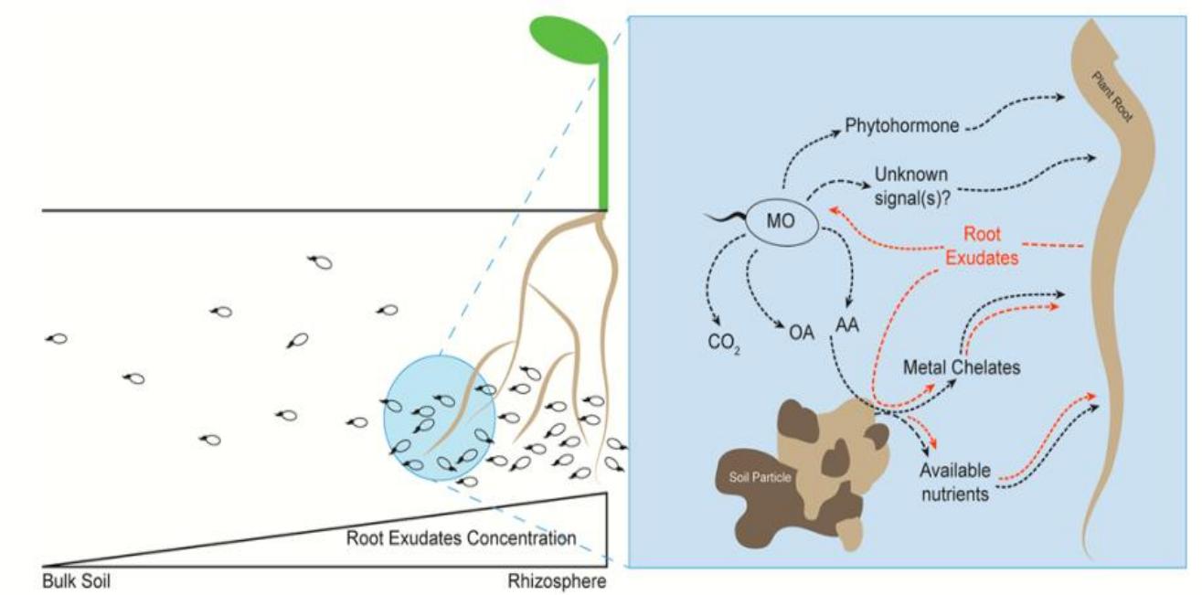 (PDF) Role of Rhizosphere on the Soil Fertility and Availability Nutrient