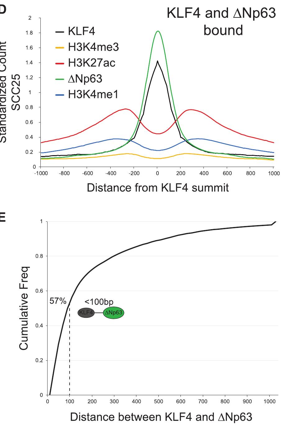 (PDF) Reactivation of super-enhancers by KLF4 in human Head and Neck ...