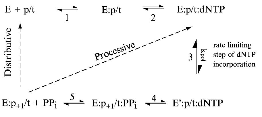 (PDF) Structure and mechanism of DNA polymerases