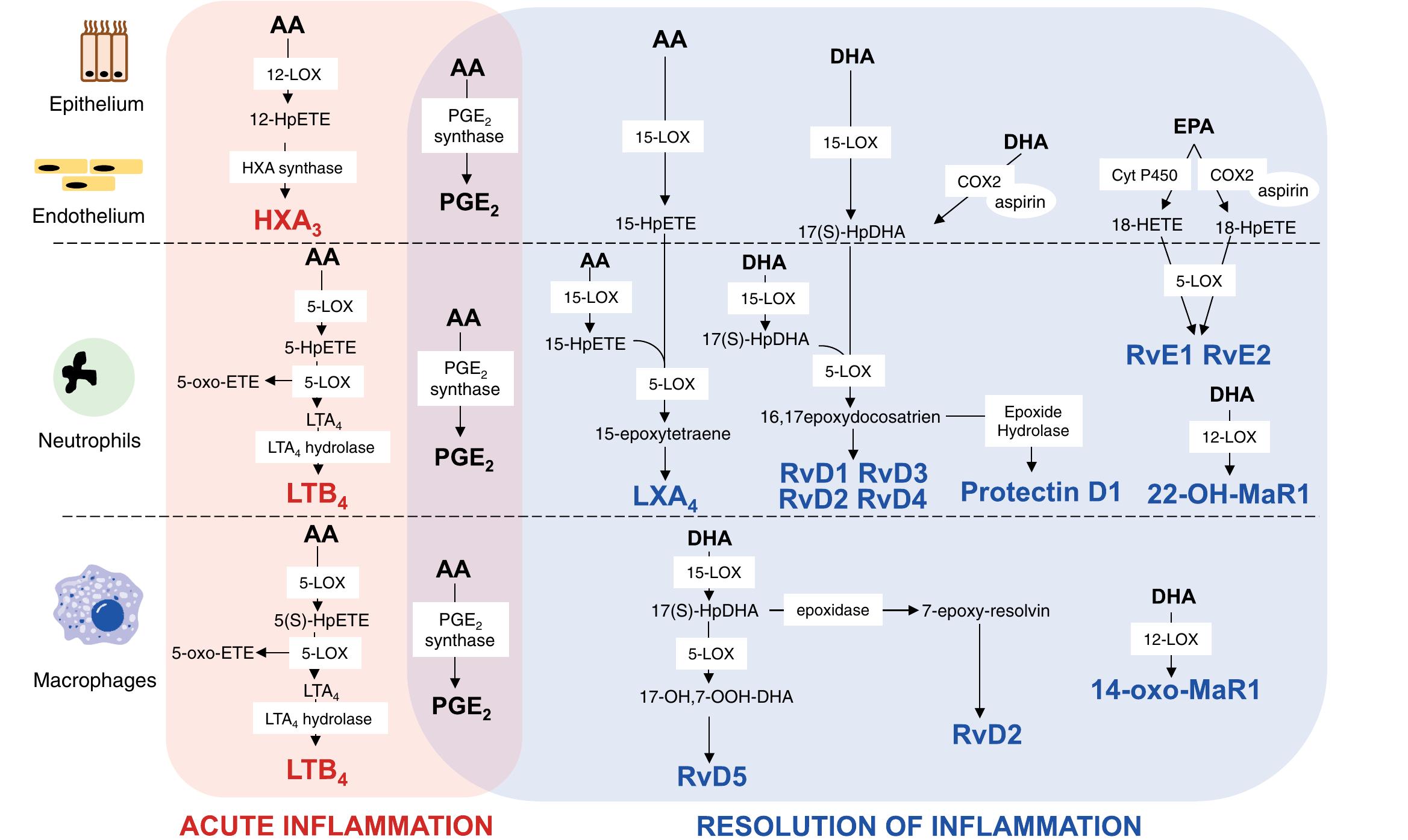 (PDF) Redox (phospho)lipidomics of signaling in inflammation and ...