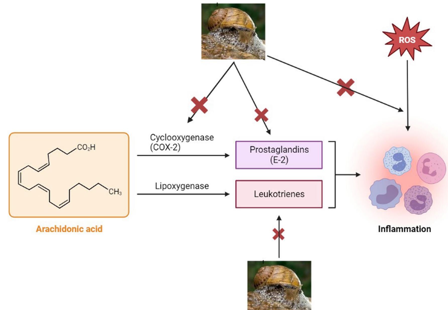 Slime Brain Inflation (PDF) Biological activities of gastropods secretions: snail and slug slime