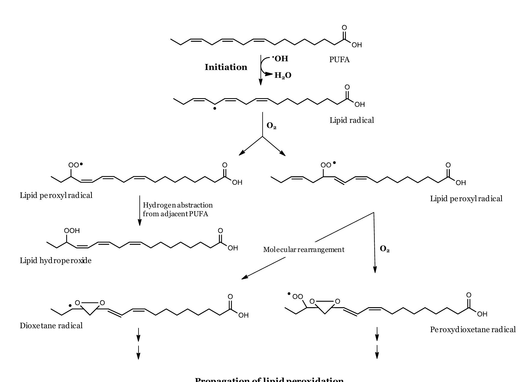 Hyperperoxide Rearrangement (PDF) Seaweeds from the Portuguese coast: chemistry, antimicrobial and ...