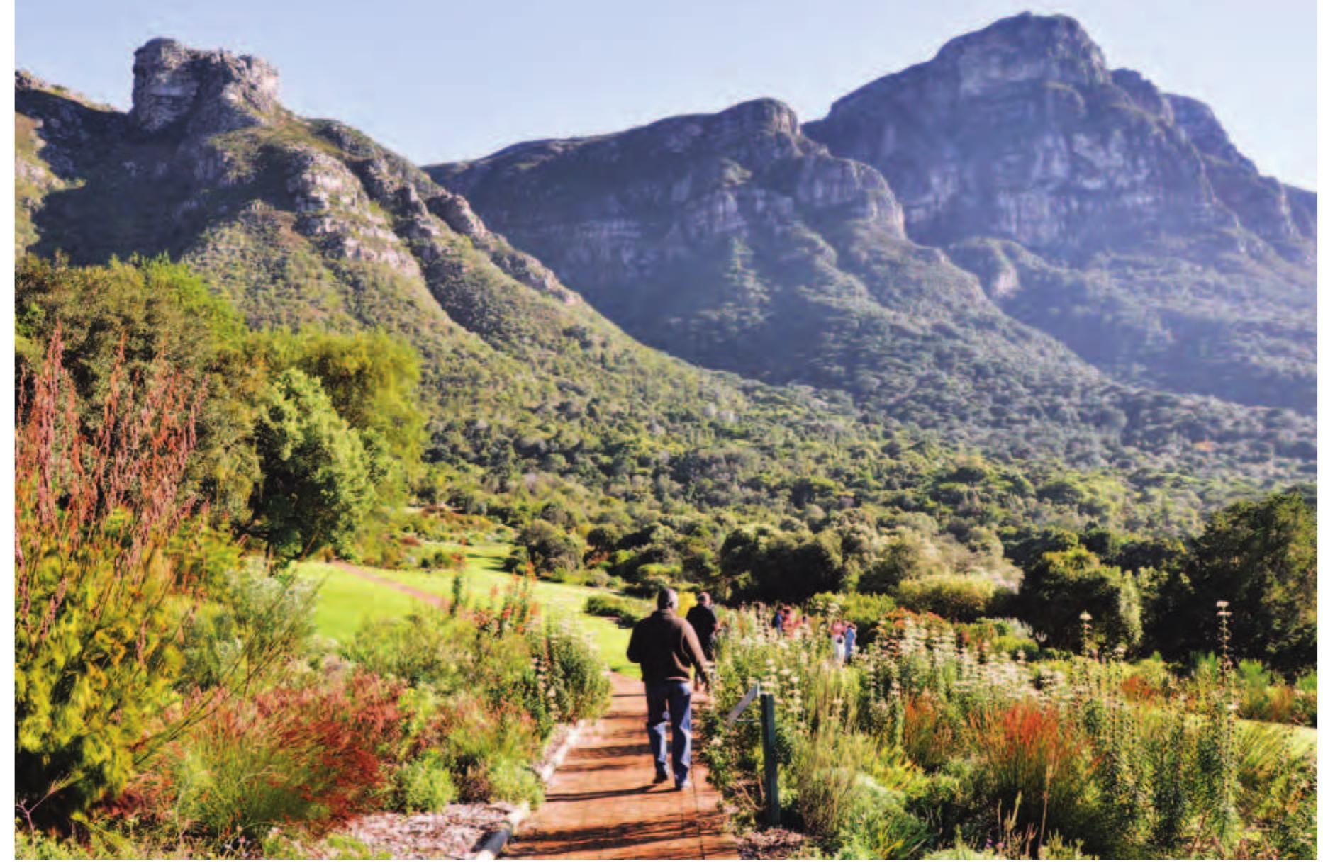 of the scenic drive that passes through them to Constantia Nek. Introducing over two hundred imported plant and animal species, as well as the neovernacular architecture of his protégé Herbert Baker, Rhodes tried to create a landscape where visiting poets and artists could “draw inspiration from the Mountain” and give Cape Town the liter- ary identity it lacked (Figure 14.11).° Exploiting the Eastern Table’s generous rainfall, he planted pine forests, oak and camphor avenues, and eucalyptus plantations. Within a decade, he had created the foundation of a “Neo-Europe,” made up of species drawn from all over the world that would eventually encompass most of the agricultural and forested areas and stream corridors east of the mountain. When Rhodes died in 1902, he donated some of this land to provide the University of Cape Town with its spectacular situation, and he decreed that the rest be made accessible to the people of Cape Town in perpetuity.®° It became, and remains, a major public gateway to Table Mountain.  FIGURE 14.12  The Kirstenbosch fynbos walk,  autumn—winter. 