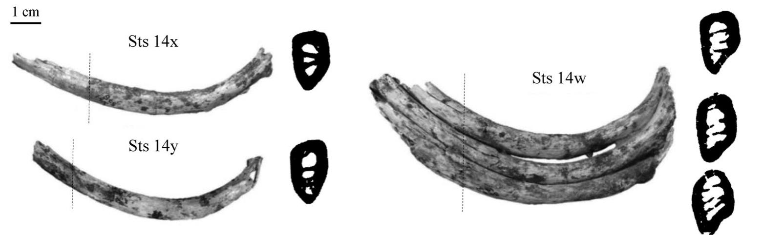 (PDF) Mineral content analysis in the rib cross-sections of Homo ...