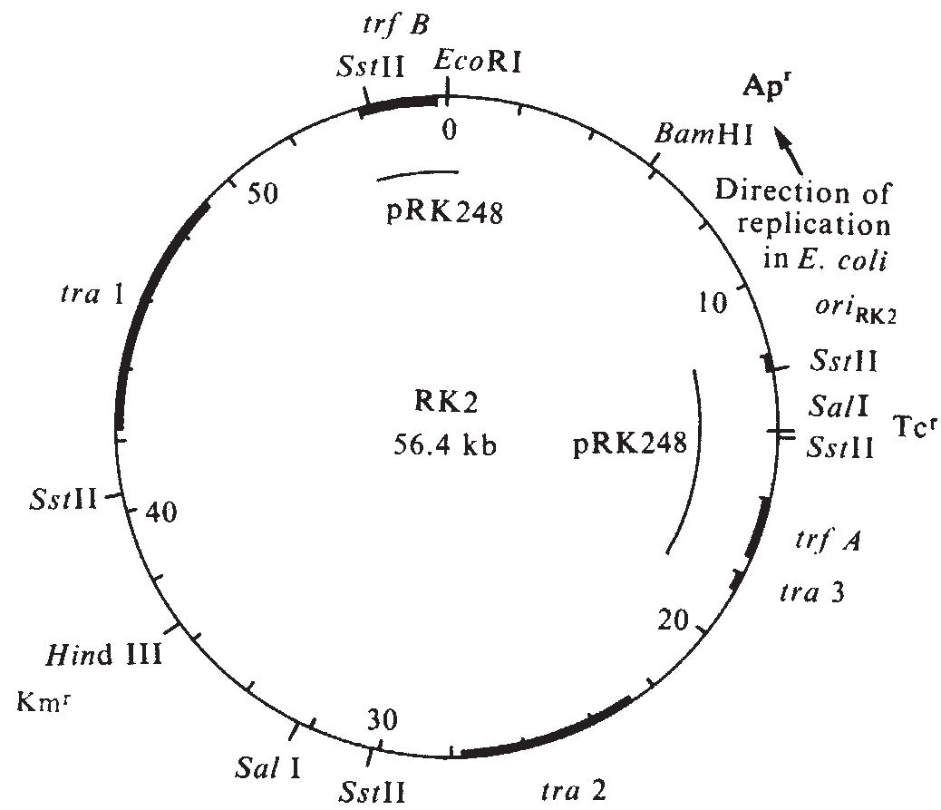 Power Replication (PDF) Maintenance of broad host range plasmid RK2 replicons in ...