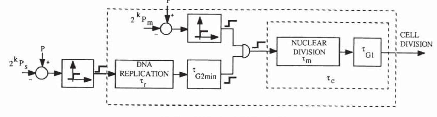 Figure 3 - from Mathematical Modelling of Cell Growth and