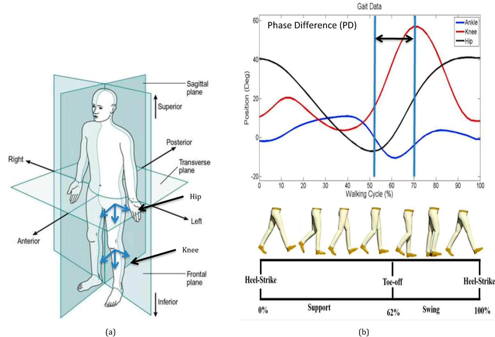 (PDF) Identification of Gait Motion Patterns Using Wearable Inertial ...