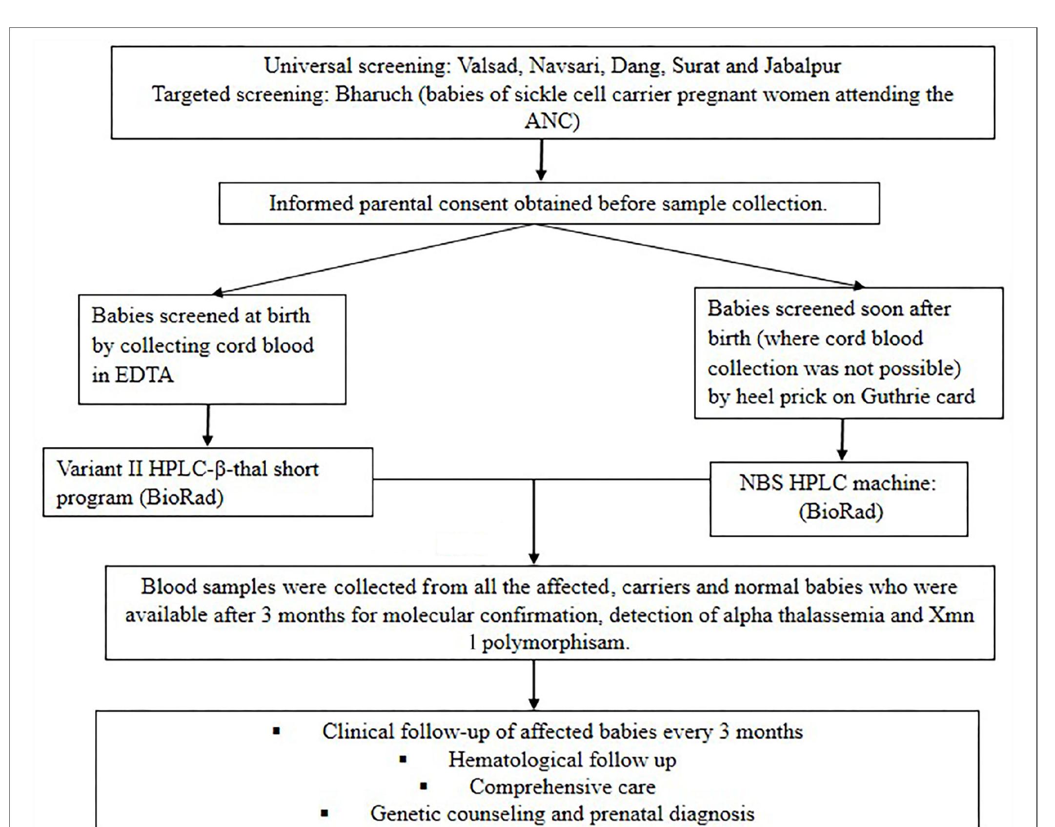 (PDF) Newborn Screening for Sickle Cell Disease Among Tribal ...