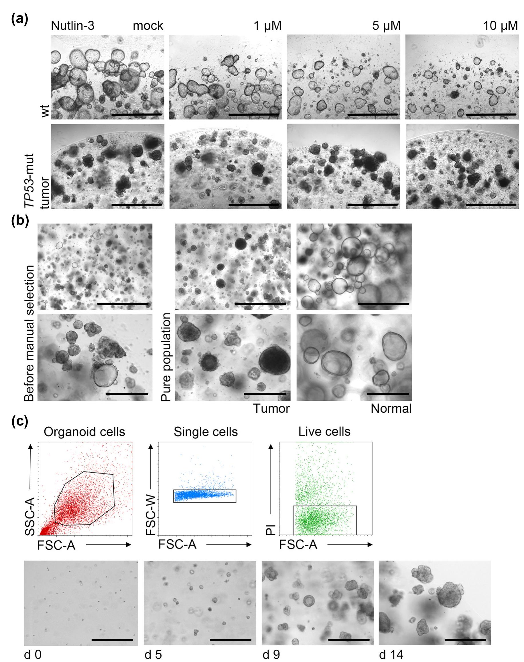 Figure 2 - from Establishing Pure Cancer Organoid Cultures: