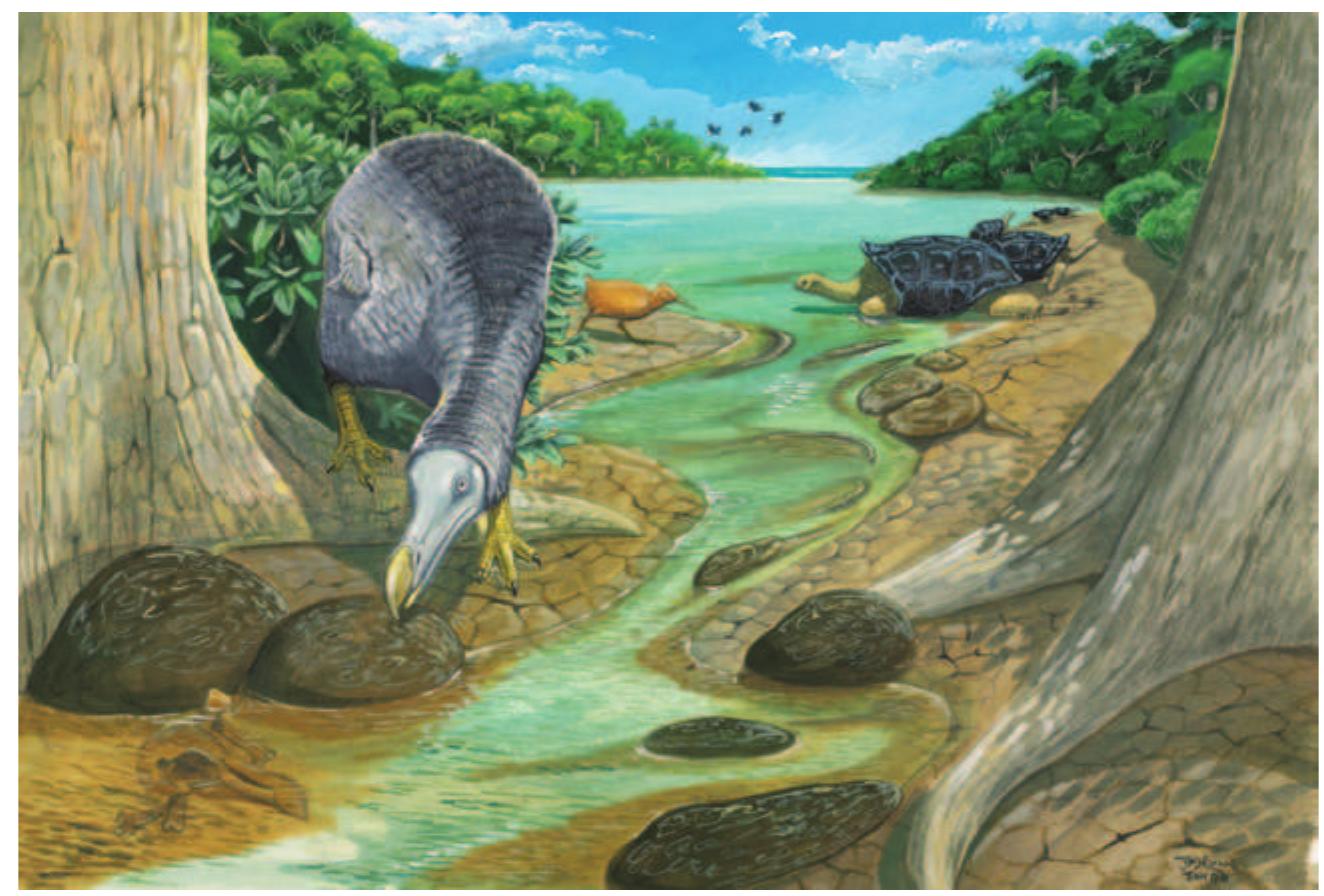 (PDF) The Dodo: from extinction to the fossil record