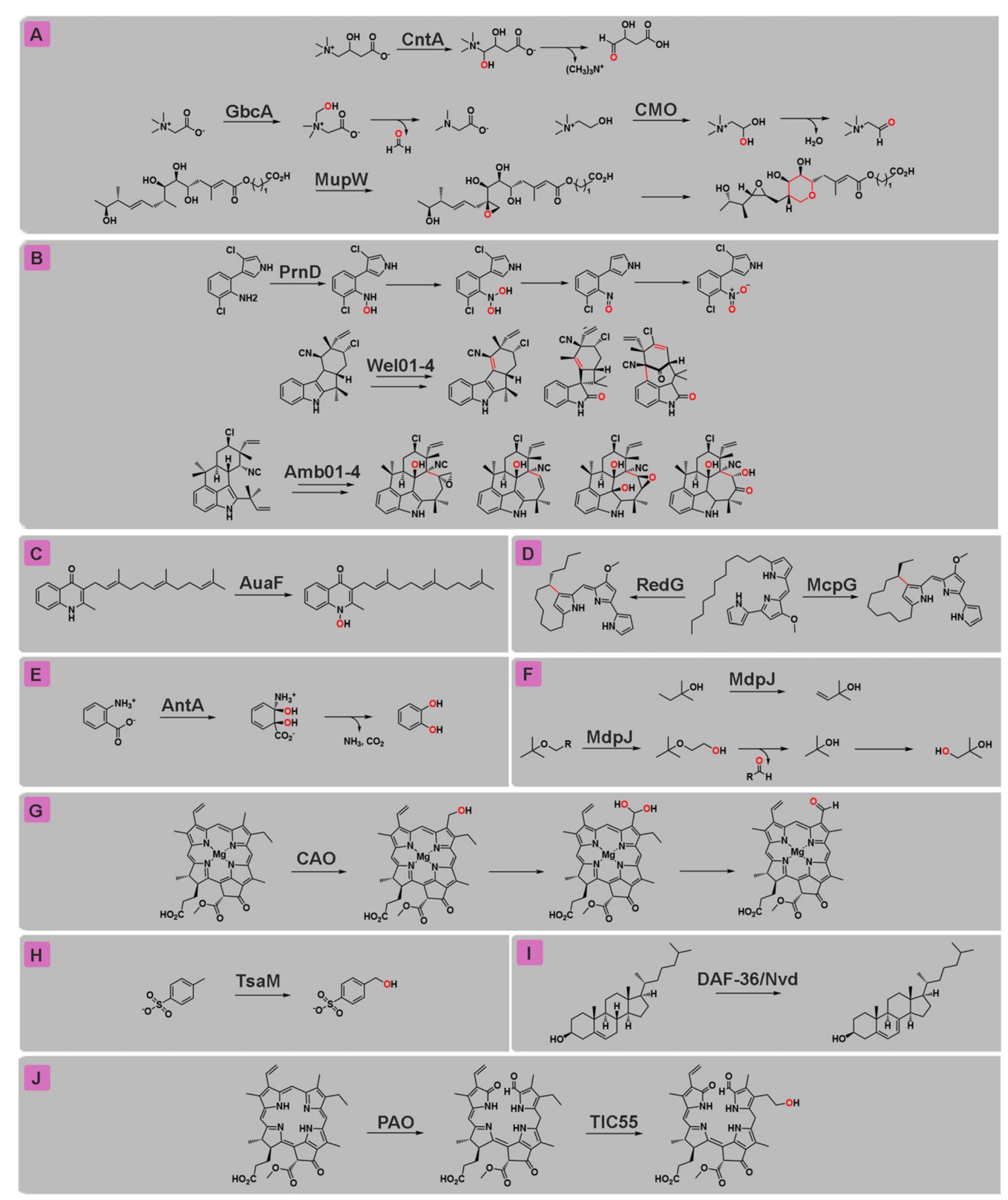 Ralk Rieske (PDF) Enyzmes | An Aerobic Route for C-H Bond Functionalization: The ...