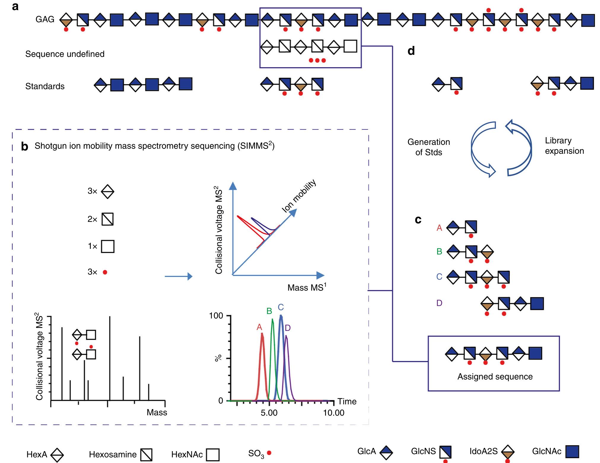 (PDF) Shotgun ion mobility mass spectrometry sequencing of heparan ...