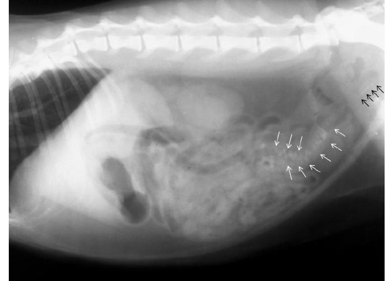 Figure 1 - from A rare radiographic appearance of a