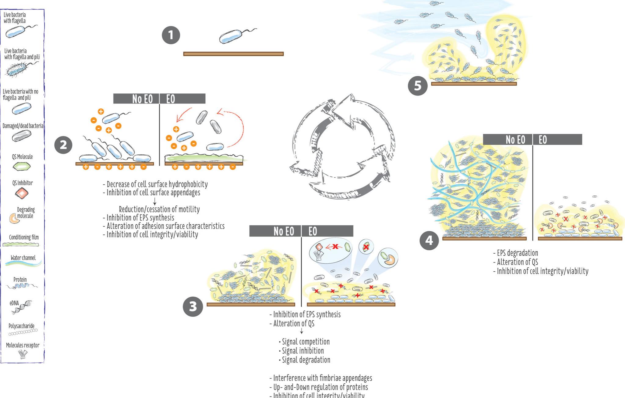 (PDF) Effectiveness and mechanisms of essential oils for biofilm ...
