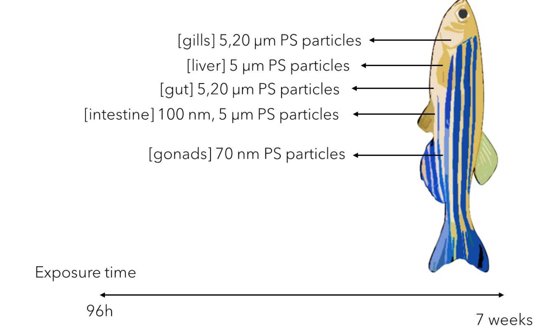 Smashed Nps Target (PDF) Current Aspects on the Plastic Nano- and Microparticles Toxicity ...