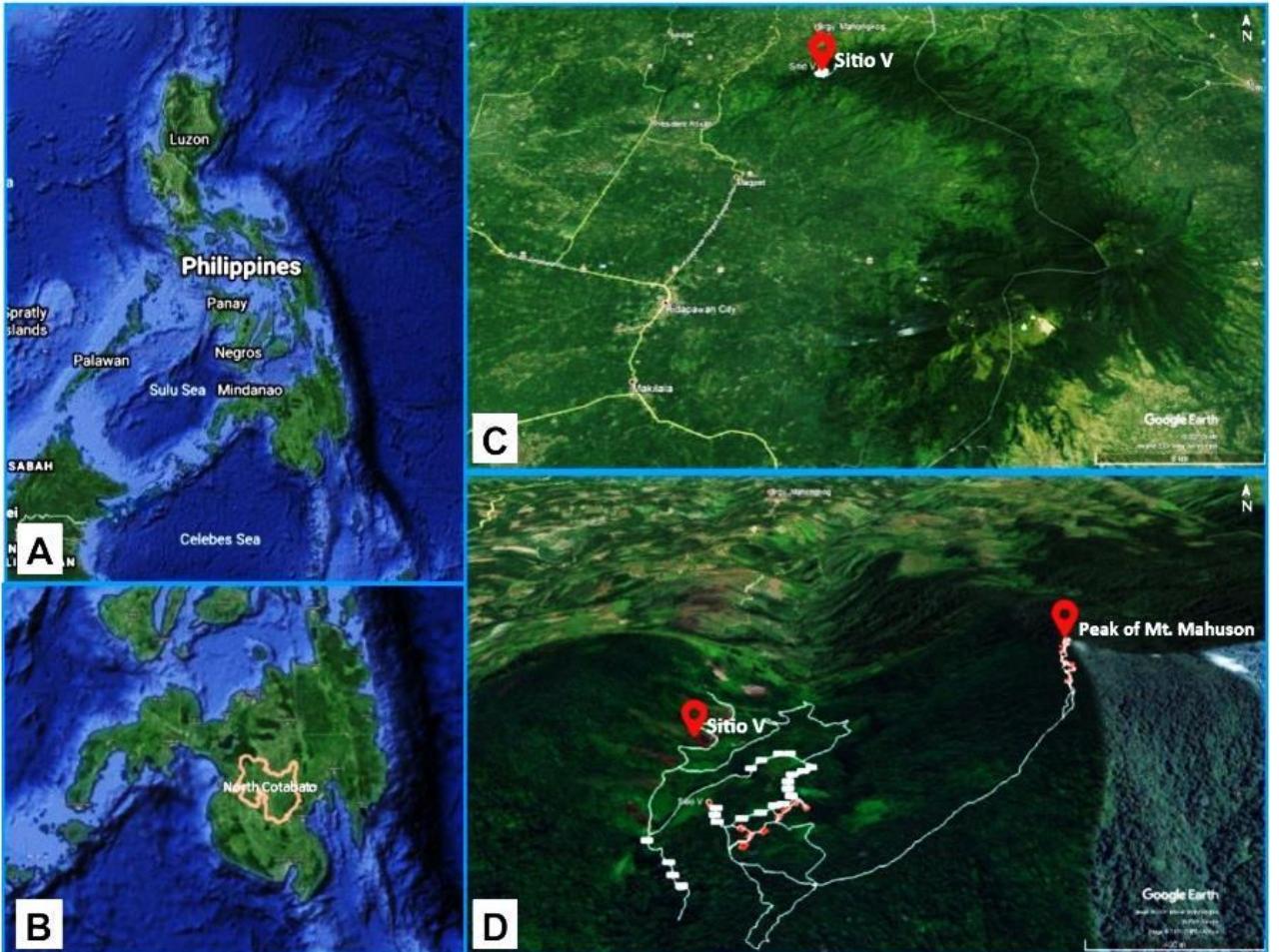 Figure 4 - from The Philippine Stick Insect genus Eubulides