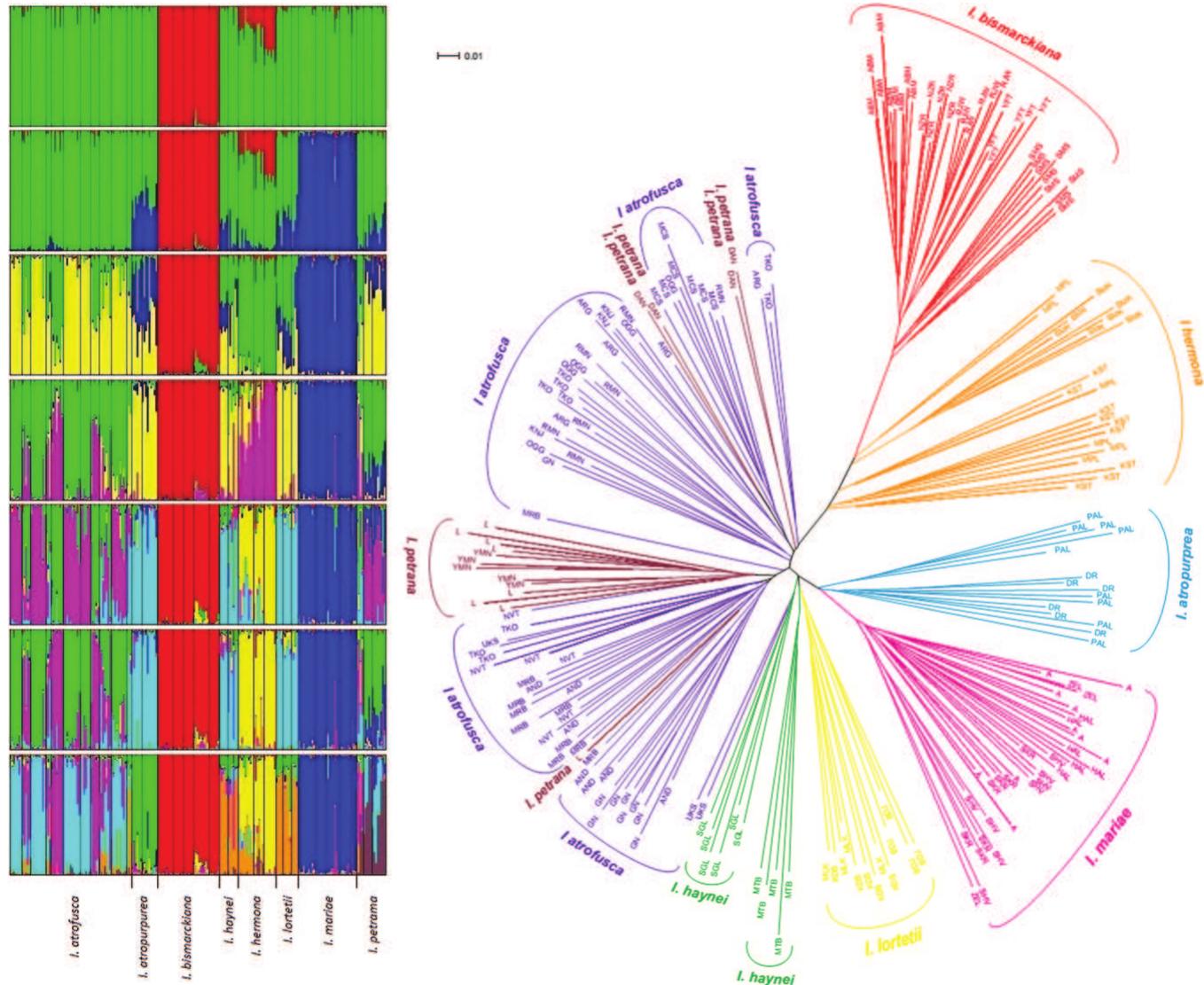 Split Tree Phylogenetis Figure 2 - from Israeli Oncocyclus irises: Phylogenetic