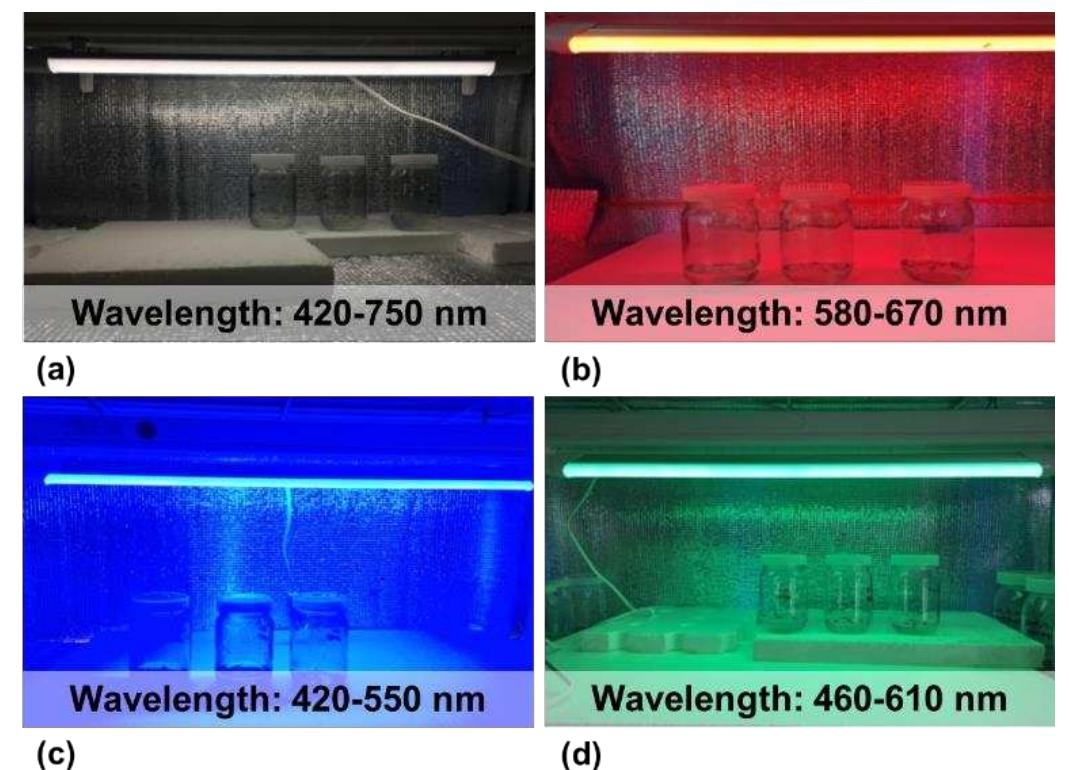 (PDF) Tissue Culture in Ornamentals: Cultivation Factors, Propagation ...