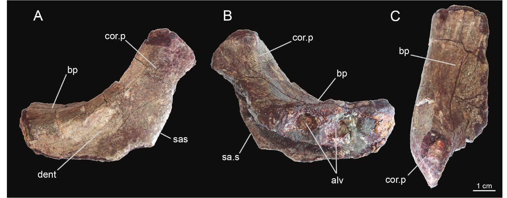Partial, proximal left mandibular ramus of zalmoxes