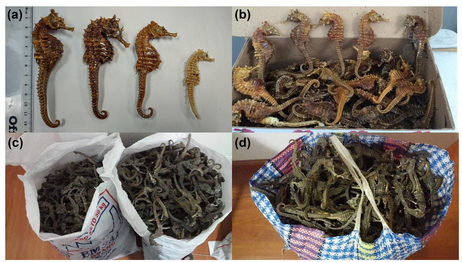 FIGURE 2 __ Dried seahorses (Hippocampus ingens) intended for sale. (a) Lacquered seahorses, perhaps to evade detection at customs. (b) Set of seahorses for retail sale. (c, d) Seahorses in raffia sacks.  Source: Secretariat of Fisheries and Aquaculture of the State of Sinaloa (2017) 
