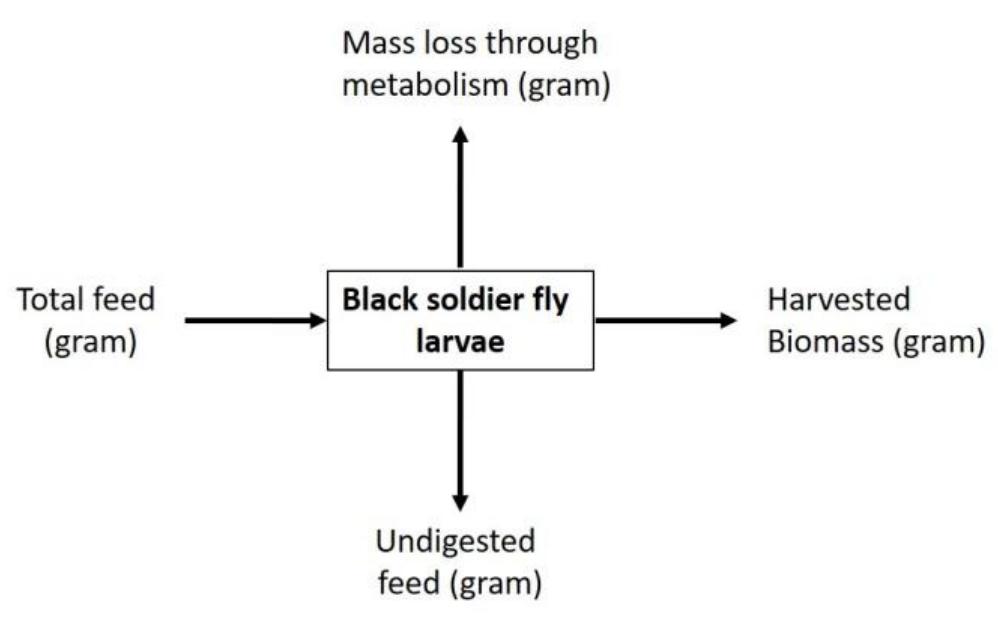 (PDF) GROWTH OF BLACK SOLDIER FLY LARVAE ( Hermetia illucens ) FED WITH ...