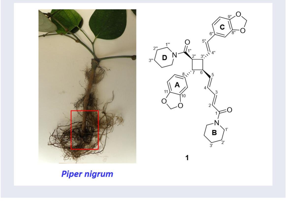 (PDF) Pipercyclobutanamide D, a new member of the cyclobutanamide-type ...
