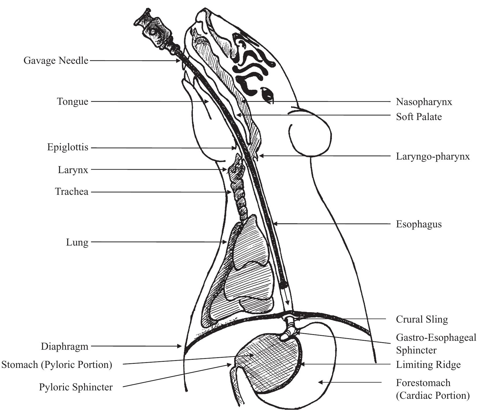 Schematic diagram illustrating the anatomy of the rat