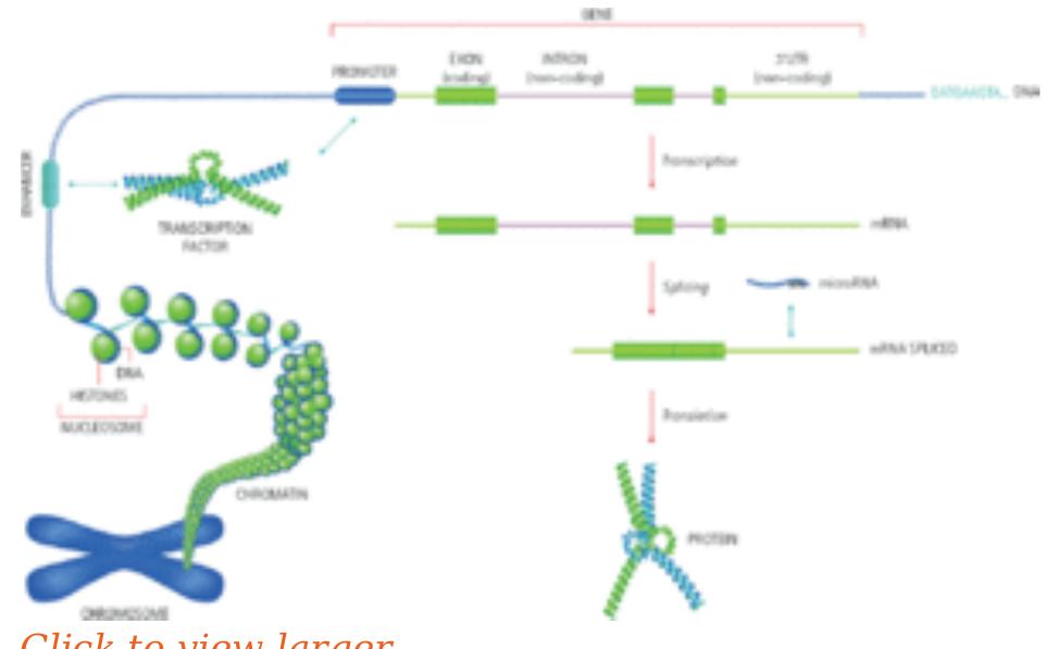 Substol Pathway (PDF) The Genetics of Language