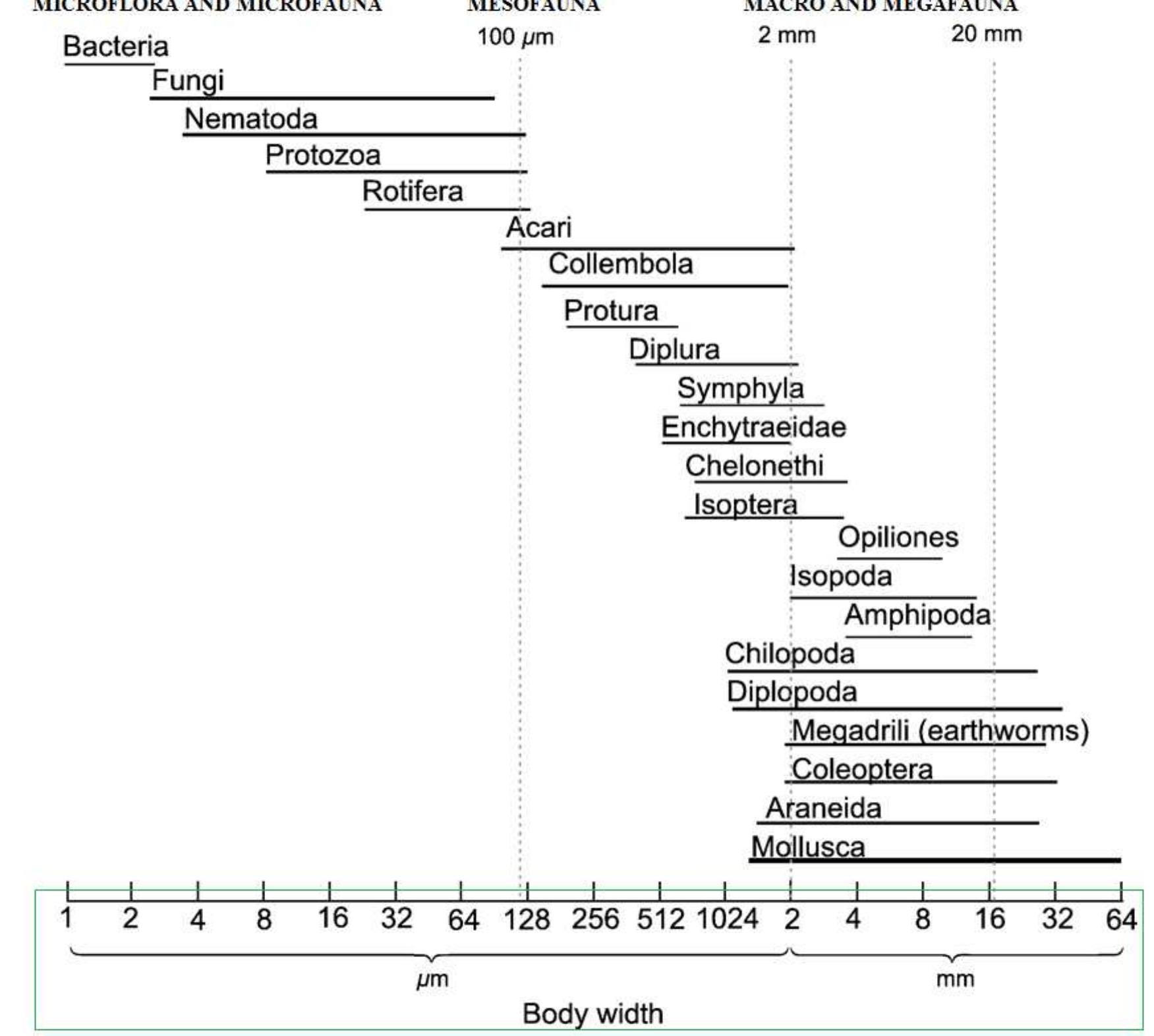 Figure 1. Size classification of soil organisms according to body width (Adapted and modified after Swift et al., 1979) From the perspective of soil scientists, soil biota is a general term refers to all soil organisms living and communicating in soil environment. Ritz et al. (2004) considered soil biota as the ‘biological engine of the earth’, - driving and transforming physical, chemical, biological and ecological processes in global soils. Soi biota are described as micro-, macro- and meso-biota. Bacteria and fungi are the major group of micro-biota and exist in numerous number in agricultural soil and grassland areas (Riesenfeld et al., 2004; De Vries et al. 2006). Their ranges were identified as the smallest in different sizes, extremely abundant and diverse, and able to decompose almost any existing natural material in soil (Figure 1).