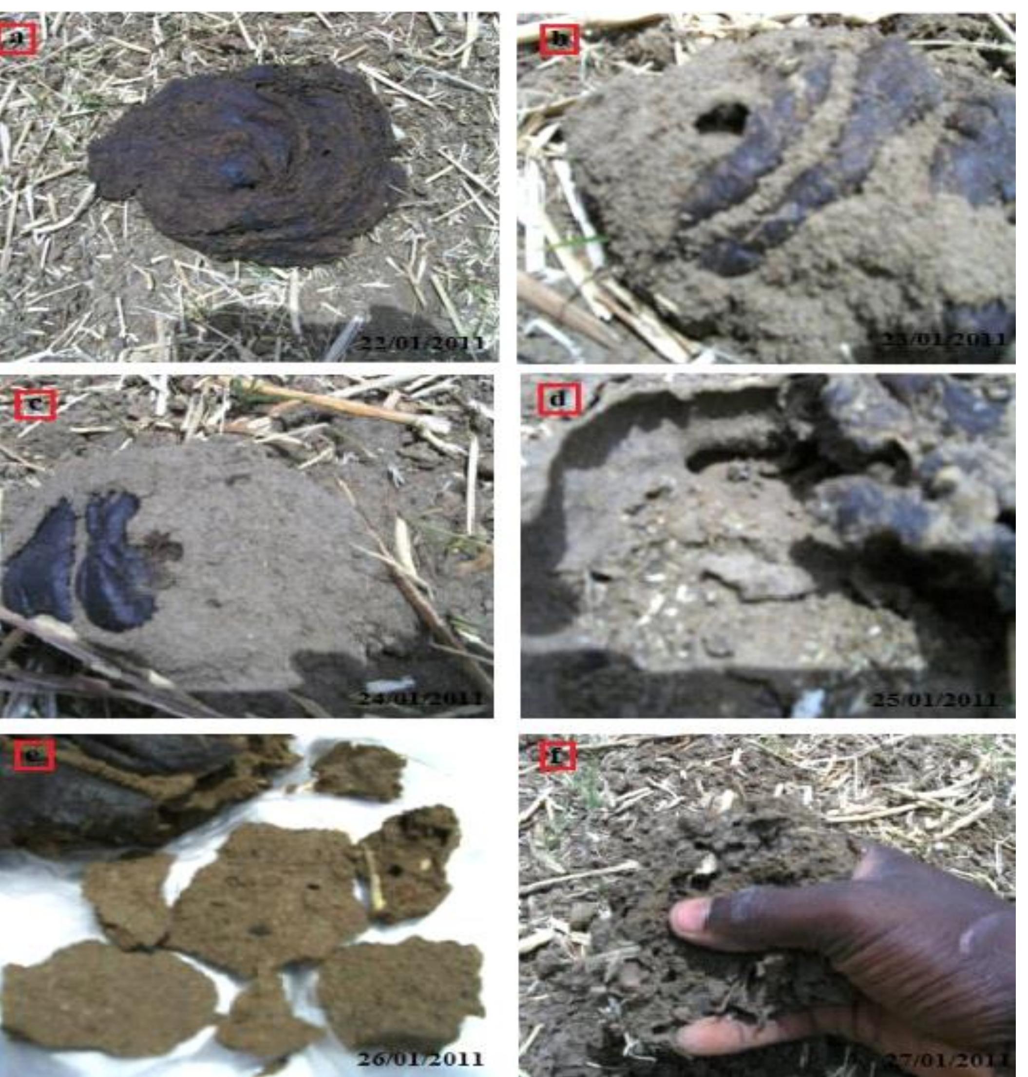 Figure 3. Typical example of physiological function of soil biota (termites) in soil environment within 6 consecutive days: (a) cow dung dropped by a cow under cattle rearing, (b) decomposition process begins after one day, (c) transformation of organic compound from complex to simple form in day 3, (d) simple organic particles are trying to become part of soil body in day 4, (e) stable aggregate soil particles in plate-like structure are produced in day 5 and (f) organic compounds completely become part of soil body produced well-granules particles in day 6. Photos by Suleiman Usman against soil erosion and unacceptable environmental changes (Castro-Huerta et al., 2015). The leaves and litter materials from the trees also add organic matter to the soils (Li et al., 2014). Overall (FAO: www.fao.org/biodiversity): soil biota and their biodiversity play a role in soil fertility, soil rehabilitation and nutrient uptake by plants, biodegradation processes, reducing hazardous waste and control of pests through natural biocontrol; enhance crop productivity through recycling the basic nutrients required for all ecosystems (nitrogen, phosphorus, potassium and calcium), breaking down organic matter into humus, increasing soil porosity and water infiltration.