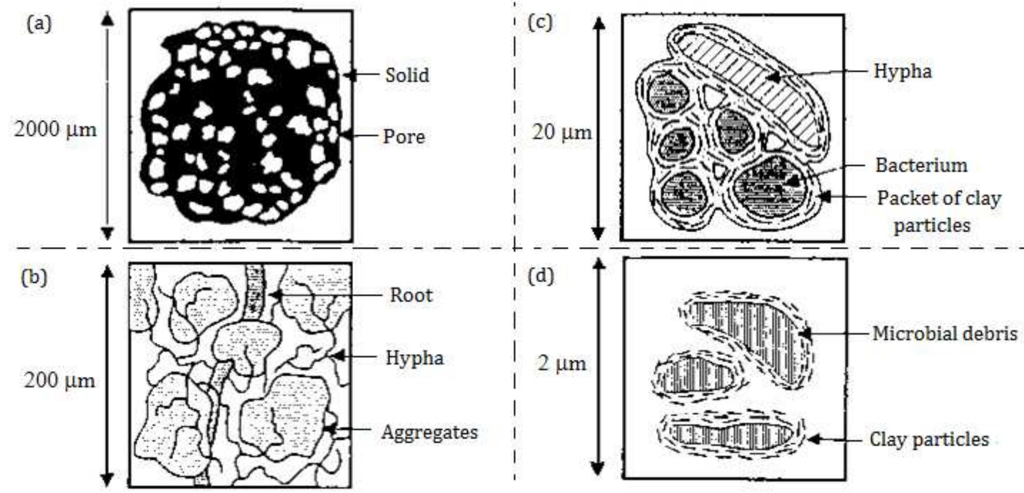 Figure 4. Model of aggregate organization with major binding agents indicated (a) Solid pore (b) Roots and hyphae (medium-term organic), (c) Plant and fungal debris encrusted with inorganics (persistent organic) and (d) Microbial and fungal debris encrusted with inorganics (persistent organic) (After Tisdall and Oades 1982) As clearly observed by Tisdall and Oades (1982), our understanding of soil biota and their role in soil environment could be transiting from analogue stage to digital level. Soil organic matter which is the vital component of soil quality development in soil environment undergoes some important decomposition processes (mineralization and humification). Mineralization is a biochemical breakdown of organic materials by soil biota whereas humification is the change of simple organic substances into larger molecules, which finally become humus (FAO, 2005). However, in the model of aggregate organization as depicted in Figure 4, it is very clear that soil biota participate fully in aggregate formation and developments. They bind soil particle together, improve the stability and cohesion of aggregate development and help in nutrients cycling within the pores of different sizes (Six et al., 2004).