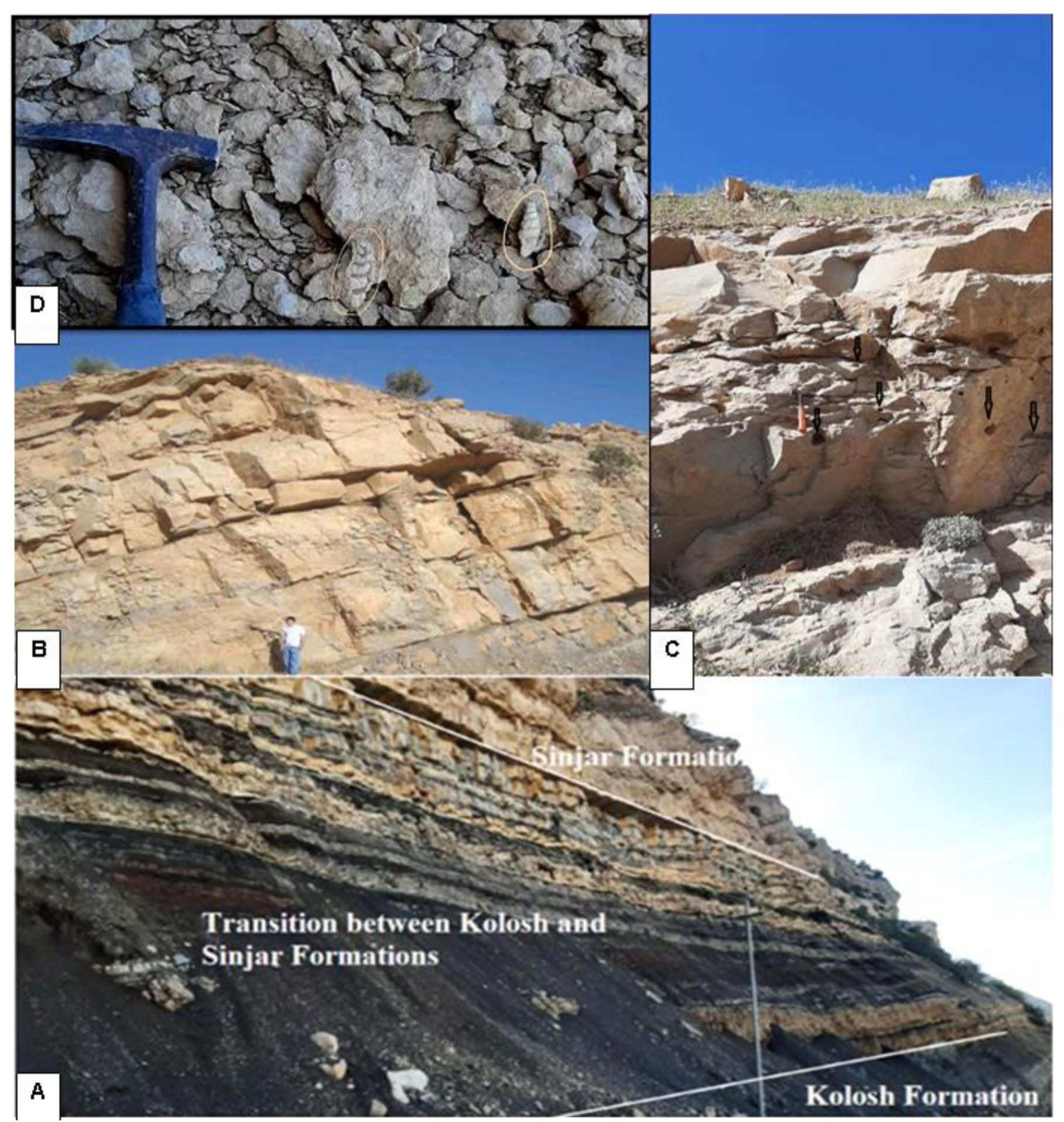 (PDF) Depositional environment of the late Paleocene-early Eocene ...