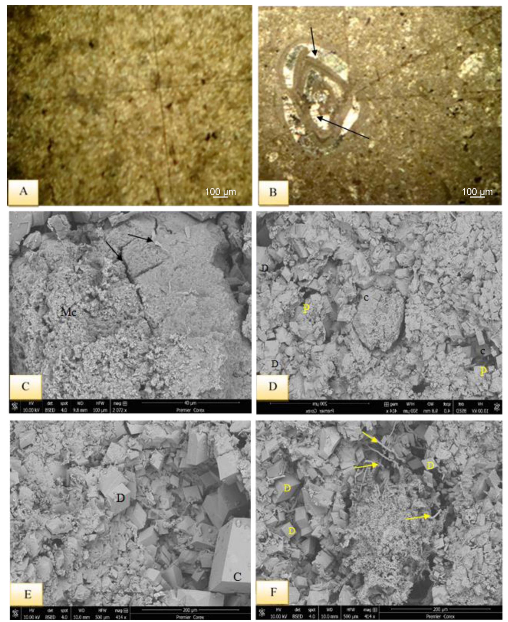 (PDF) Depositional environment of the late Paleocene-early Eocene ...