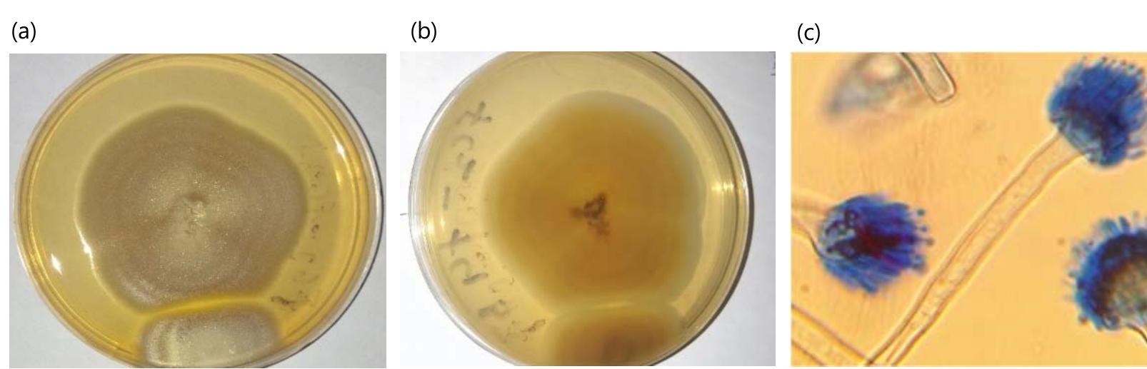 (PDF) Isolation and Morphological Identification of Aspergillus Species ...