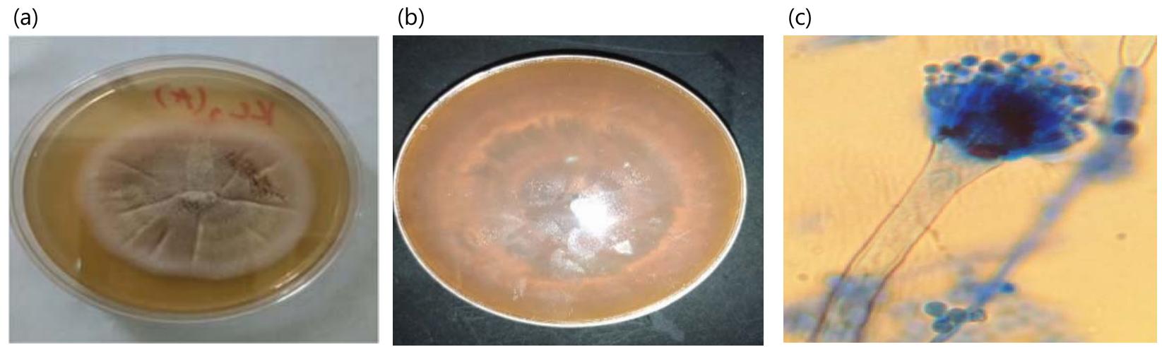 (PDF) Isolation and Morphological Identification of Aspergillus Species ...